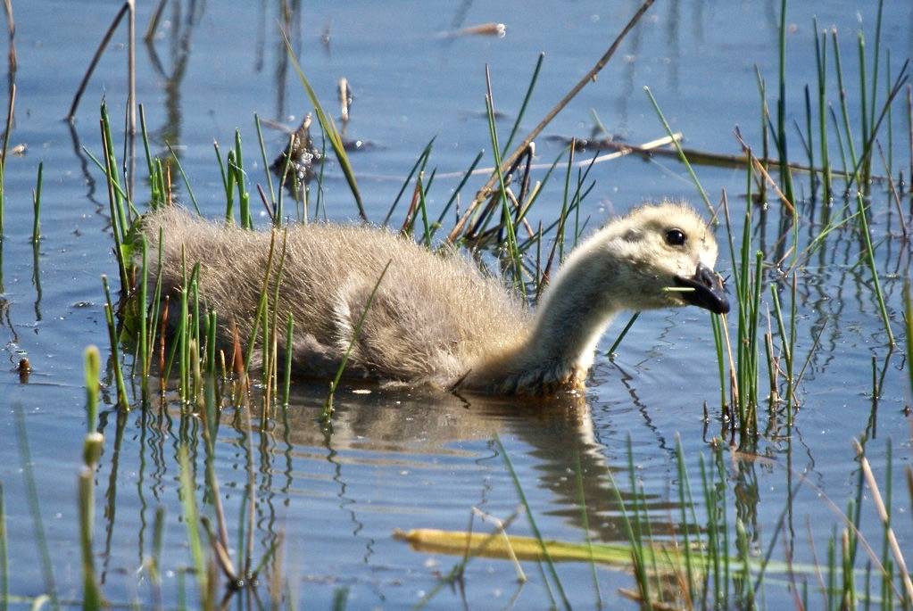 Canada Goose Gosling, Leighton Moss RSPB May 2009 by Gidzy is licensed under CC BY 2.0